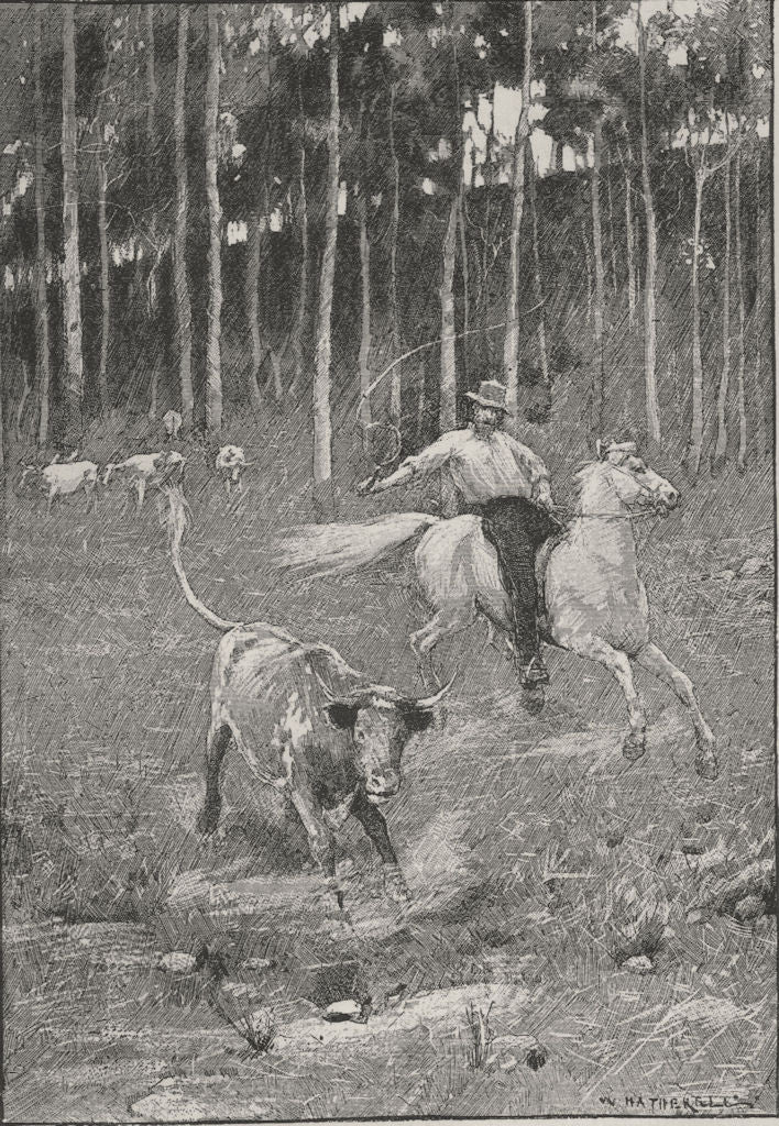 A Stockrider. Australia 1890 old antique vintage print picture